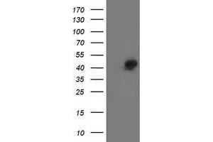 HEK293T cells were transfected with the pCMV6-ENTRY control (Left lane) or pCMV6-ENTRY SMS (Right lane) cDNA for 48 hrs and lysed. (SMS antibody)