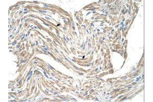 Image no. 1 for anti-Creatine Kinase, Mitochondrial 2 (Sarcomeric) (CKMT2) (AA 22-71) antibody (ABIN203381) (CKMT2 antibody  (AA 22-71))