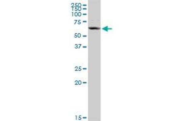 CHDH antibody  (AA 1-594)