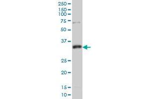 MPG monoclonal antibody (M04), clone 1E10 Western Blot analysis of MPG expression in Hela S3 NE . (MPG antibody  (AA 1-90))