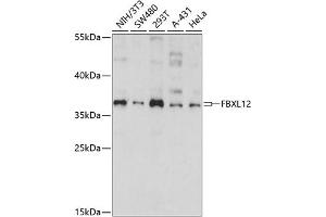 Western blot analysis of extracts of various cell lines, using FBXL12 antibody (ABIN7267079) at 1:1000 dilution. (FBXL12 antibody  (AA 1-326))
