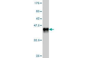 Western Blot detection against Immunogen (38. (EDAR antibody  (AA 64-178))