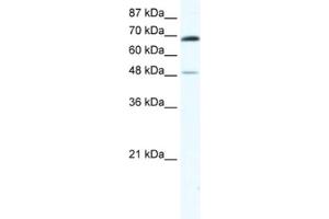 Western Blotting (WB) image for anti-Zinc Finger Protein 35 (ZNF35) antibody (ABIN2461584) (ZNF35 antibody)