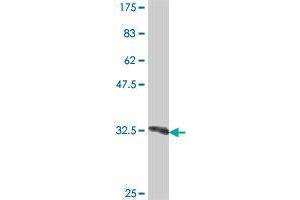 Western Blot detection against Immunogen (32. (ING5 antibody  (AA 24-84))