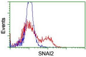 Image no. 8 for anti-Snail Family Zinc Finger 2 (SNAI2) antibody (ABIN1500980) (SLUG antibody)