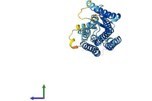 AlphaFold protein structure predicition of Human Recombinant OR51H1 Protein, UniprotID Q8NH63 (OR51H1 Protein (AA 1-302) (His tag))