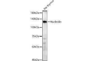 Western blot analysis of extracts of Rat thymus, using Nucleolin antibody (ABIN7269035) at 1:500 dilution. (Nucleolin antibody)
