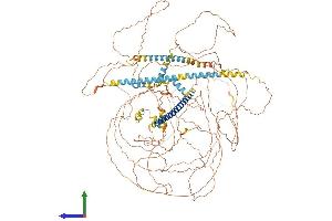 AlphaFold protein structure predicition of Human Recombinant MAML2 Protein, UniprotID Q8IZL2 (MAML2 Protein (AA 1-1156) (His tag))
