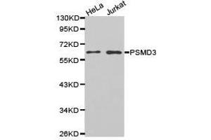 Western Blotting (WB) image for anti-Proteasome (Prosome, Macropain) 26S Subunit, Non-ATPase, 3 (PSMD3) antibody (ABIN1874391) (PSMD3 antibody)