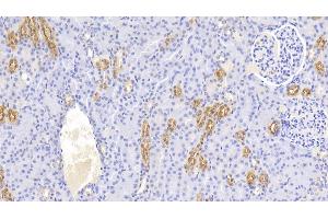 Detection of UMOD in Canine Kidney Tissue using Polyclonal Antibody to Uromodulin (UMOD) (Uromodulin antibody  (AA 32-151))