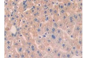 Detection of ANGPT1 in Mouse Liver Tissue using Polyclonal Antibody to Angiopoietin 1 (ANGPT1) (Angiopoietin 1 antibody  (AA 253-429))