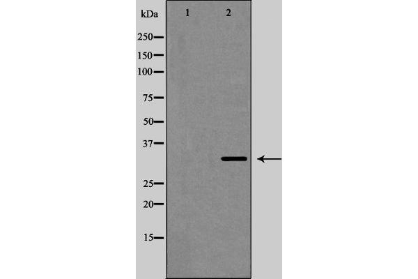 GJB1 antibody  (Internal Region)