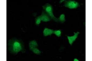 Immunofluorescence (IF) image for anti-Suppressor of Cytokine Signaling 3 (SOCS3) antibody (ABIN1501054) (SOCS3 antibody)
