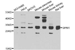 Western blot analysis of extracts of various cell lines, using DPM1 antibody. (DPM1 antibody  (AA 1-260))