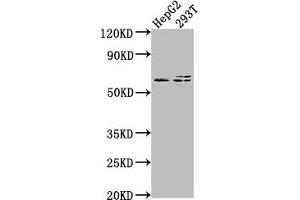 Western Blot Positive WB detected in: HepG2 whole cell lysate, 293T whole cell lysate All lanes: FZD7 antibody at 1:2000 Secondary Goat polyclonal to rabbit IgG at 1/50000 dilution Predicted band size: 64 kDa Observed band size: 64 kDa