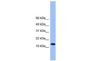 Atp5d antibody used at 0. (ATP5F1D antibody  (C-Term))