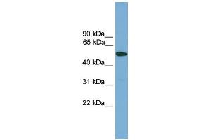 WB Suggested Anti-TMPRSS4 Antibody Titration:  0. (TMPRSS4 antibody  (Middle Region))