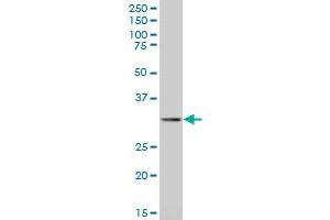 Stomatin antibody  (AA 59-142)