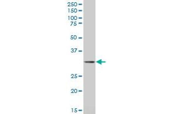 Stomatin antibody  (AA 59-142)