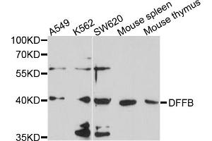 Western blot analysis of extracts of various cell lines, using DFFB antibody (ABIN6003808) at 1/1000 dilution. (DFFB antibody)
