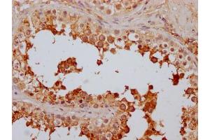 IHC image of ABIN7127479 diluted at 1:100 and staining in paraffin-embedded human testis tissue performed on a Leica BondTM system. (Recombinant FAAH antibody)