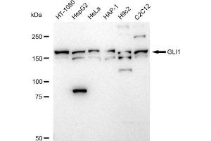 Western blotting analysis using GLI1 antibody (ABIN7800900).