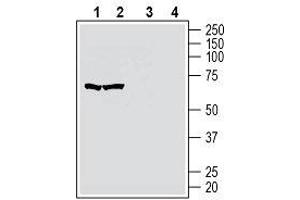 Western blot analysis of human MOLT-4 T-cell leukemia cell line lysate (lanes 1 and 3) and human Jurkat T-cell leukemia cell line lysate (lanes 2 and 4): - 1, 2. (GPR174 antibody  (2nd Extracellular Loop))