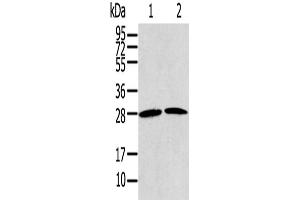 Western Blotting (WB) image for anti-Related RAS Viral (R-Ras) Oncogene Homolog 2 (RRAS2) antibody (ABIN2430778) (RRAS2 antibody)