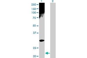 Western Blot analysis of ARD1A expression in transfected 293T cell line by ARD1A MaxPab polyclonal antibody. (NAA10 antibody  (AA 1-235))