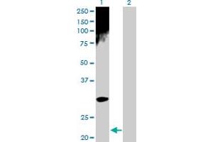 Western Blot analysis of ARD1A expression in transfected 293T cell line by ARD1A MaxPab polyclonal antibody.