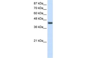 Western Blotting (WB) image for anti-POU Domain, Class 4, Transcription Factor 1 (POU4F1) antibody (ABIN2461782)