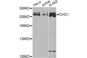 Western blot analysis of extracts of various cell lines, using CHD1 Antibody (ABIN5975217) at 1/1000 dilution. (CHD1 antibody)