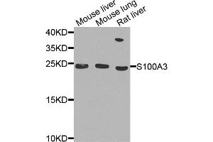 Western blot analysis of extract of various cells, using S100A3 antibody.