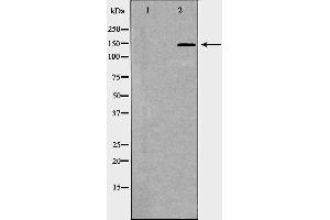 Western Blotting (WB) image for anti-Protein tyrosine Phosphatase, Receptor Type, C (PTPRC) (C-Term) antibody (ABIN6266361)