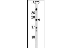 MBD3L1 Antibody (C-term) (ABIN1536775 and ABIN2849751) western blot analysis in  cell line lysates (35 μg/lane). (MBD3L1 antibody  (C-Term))
