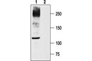 Western blot analysis of rat DRG lysates: - 1. (Nav1.8 antibody  (C-Term, Intracellular))