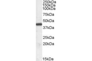 Western Blotting (WB) image for anti-Interleukin Enhancer Binding Factor 2, 45kDa (ILF2) (Internal Region) antibody (ABIN2466528) (ILF2 antibody  (Internal Region))