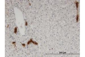 Image no. 1 for anti-Calpain 9 (CAPN9) (AA 591-691) antibody (ABIN599520) (Calpain 9 antibody  (AA 591-691))