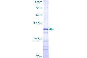 WSB2 Protein (AA 1-105) (GST tag)