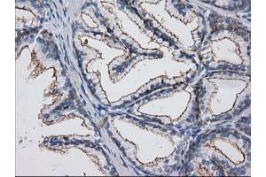 Image no. 4 for anti-Protein Kinase C and Casein Kinase Substrate in Neurons 3 (PACSIN3) antibody (ABIN1500007) (PACSIN3 antibody)