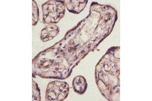 (ABIN6243319 and ABIN6578857) staining TGFBR3 in human placenta tissue sections by Immunohistochemistry (IHC-P - paraformaldehyde-fixed, paraffin-embedded sections). (TGFBR3 antibody  (AA 285-319))