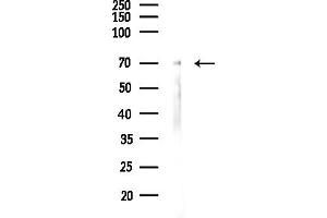 anti-Plastin 3 (PLS3) (Internal Region) antibody