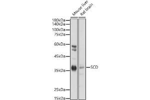 Western blot analysis of extracts of various cell lines, using SCD antibody (ABIN7270589) at 1:1000 dilution.