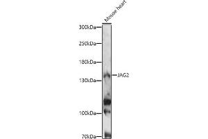 Western blot analysis of extracts of Mouse heart, using J antibody (ABIN7268035) at 1:1000 dilution. (JAG2 antibody  (AA 24-200))