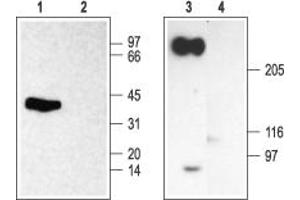 Western blot analysis of rat brain membranes under reducing (lanes 1 and 2) or non-reducing (lanes 3 and 4) conditions:*1,3.