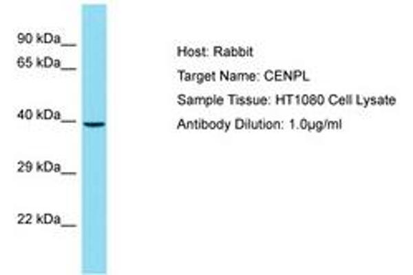 CENPL antibody  (AA 121-170)