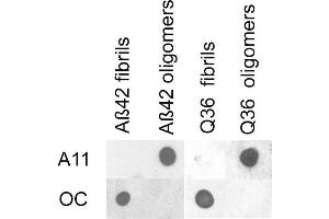 Dot blot analysis using Rabbit Anti-Amyloid Fibrils (OC) Polyclonal Antibody . (Amyloid antibody (Biotin))