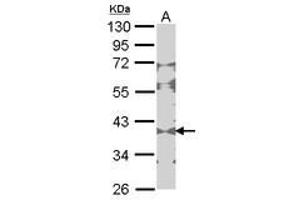 Image no. 1 for anti-Creatine Kinase, Brain (CKB) (AA 66-179) antibody (ABIN467367) (CKB antibody  (AA 66-179))