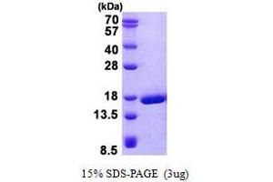 Image no. 1 for Prion Protein 2 (Dublet) (PRND) (AA 27-152) protein (His tag) (ABIN6387114)
