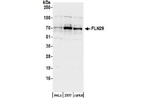 Western Blotting (WB) image for anti-TRAF-Type Zinc Finger Domain Containing 1 (TRAFD1) (AA 1-50) antibody (ABIN7450253)